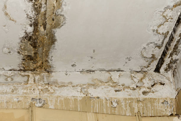 Mold Documentation for Insurance Claims in Santa Fe Springs, CA